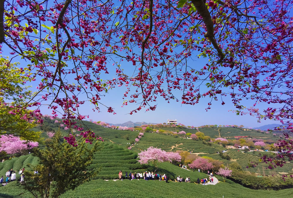2023年2月26日,游客在福建省龙岩市漳平市永福镇观赏樱花.