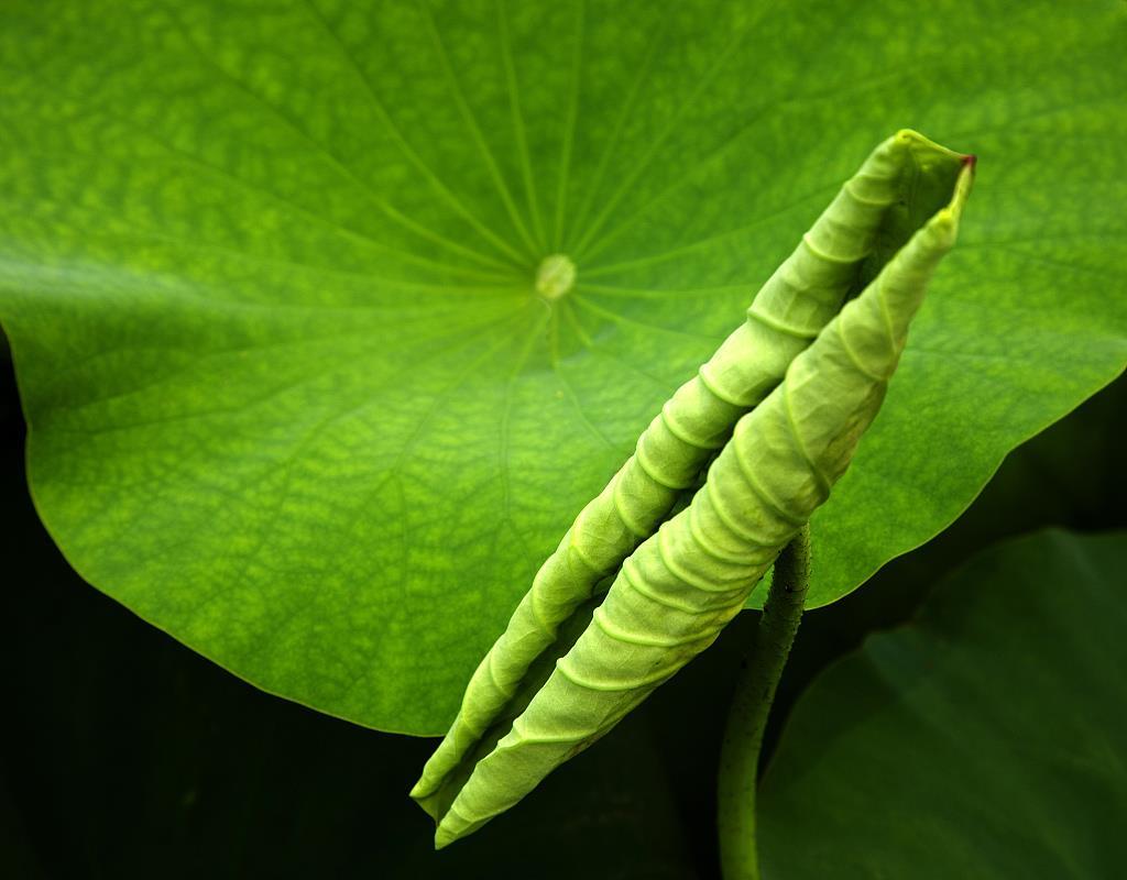文博日历丨今日小暑 来吸一口“高颜值”清凉