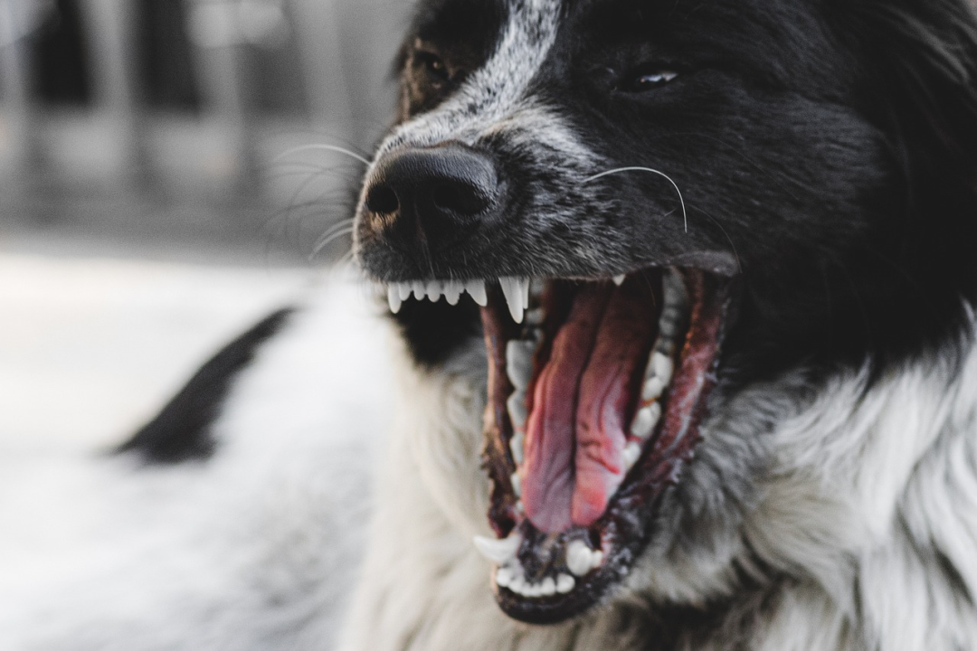 狗的牙齿。图源：pixabay.com