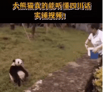 听得懂人类指令的大熊猫｜图源：微信