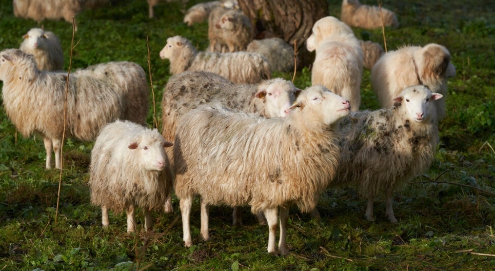 一群羊闯入希腊的一个温室，吃掉600磅医用大麻。（美联社）