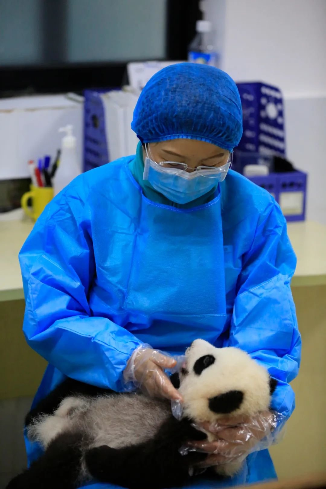 侯蓉和熊猫幼崽。图/受访者提供