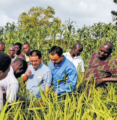 中国中化控股有限责任公司旗下荃银高科的水稻专家在多哥示范田现场,为当地农民讲解水稻抽穗扬花期的关键技术和田间管理要点。 王家保摄