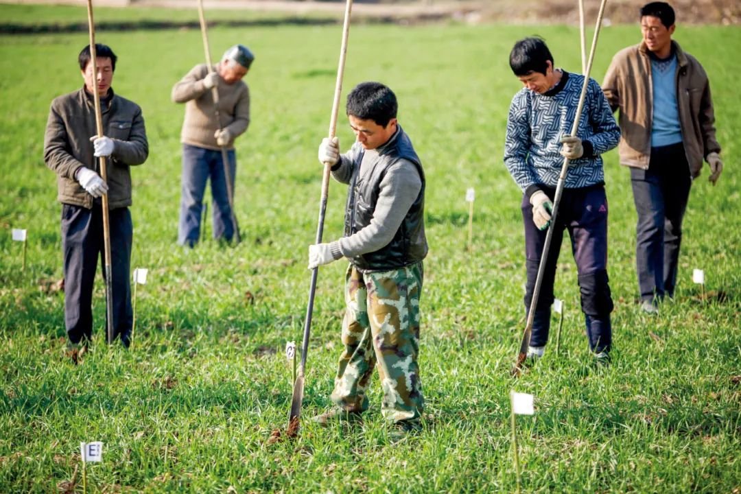 2011年12月12日,河南偃师,考古工作人员在二里头围垣作坊区遗址钻探及测绘。摄影/张晓理