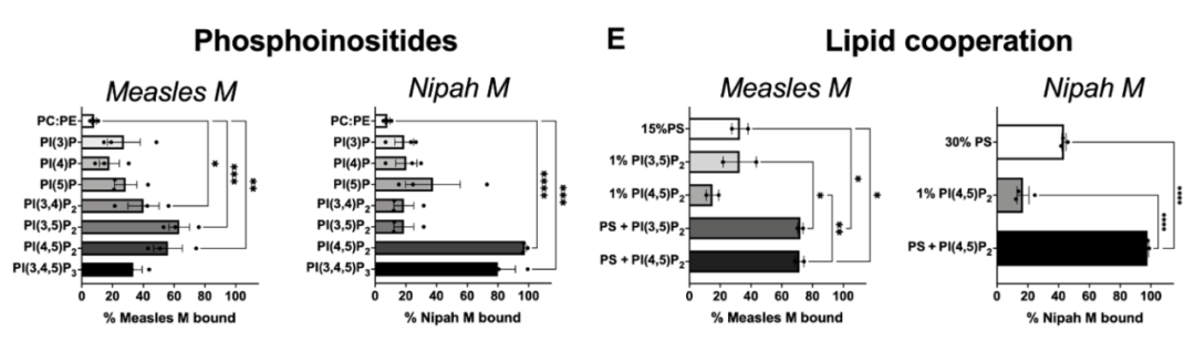 麻疹病毒和尼帕病毒能吸附细胞囊泡上的磷脂。图源:论文