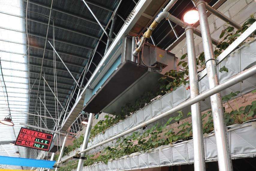 智能温室大棚内景。本报记者杨雪丹摄