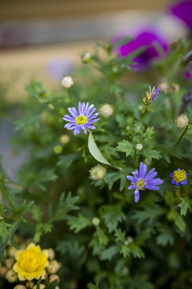 【有料评测】尼克尔Z DX 24mm f/1.7评测:轻量化大光圈定焦镜头