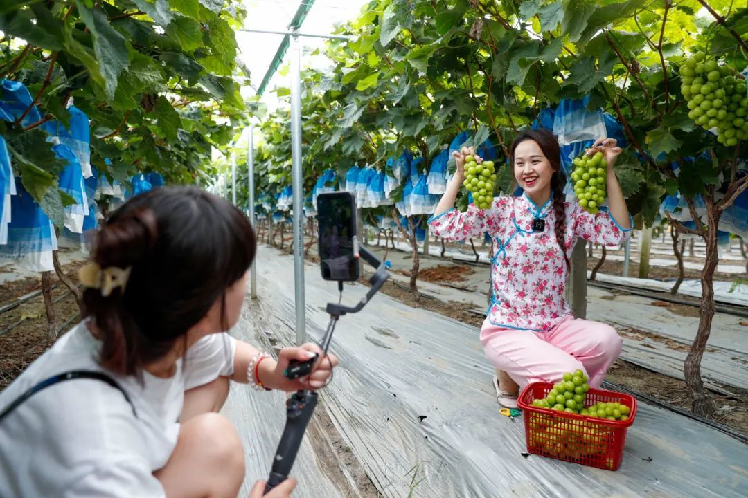 8月底，在江苏省兴化市林湖乡铁陆村生态葡萄园内，当地“网红”正在直播销售葡萄。周社根摄（中经视觉）