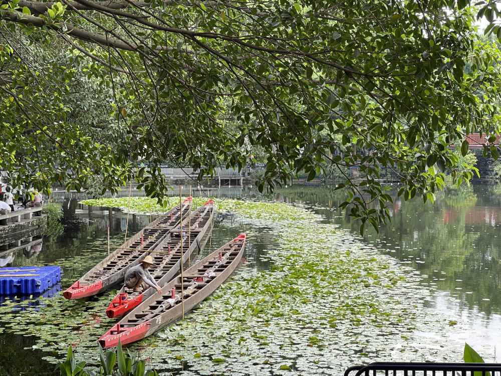 泮塘五约暌违三年的五月五龙船会即将开赛。图中，龙舟已被洗刷一新。新华每日电讯记者 强晓玲 摄