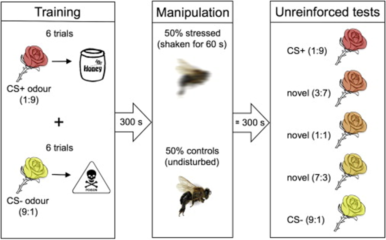 “心情不好”的蜜蜂对于中立的事物，或许会产生悲观的看法。（Bateson et al, 2011）