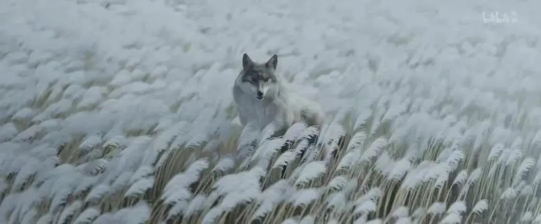 中国奇谭:有点诡异,有点深刻,有点功底,不多见!