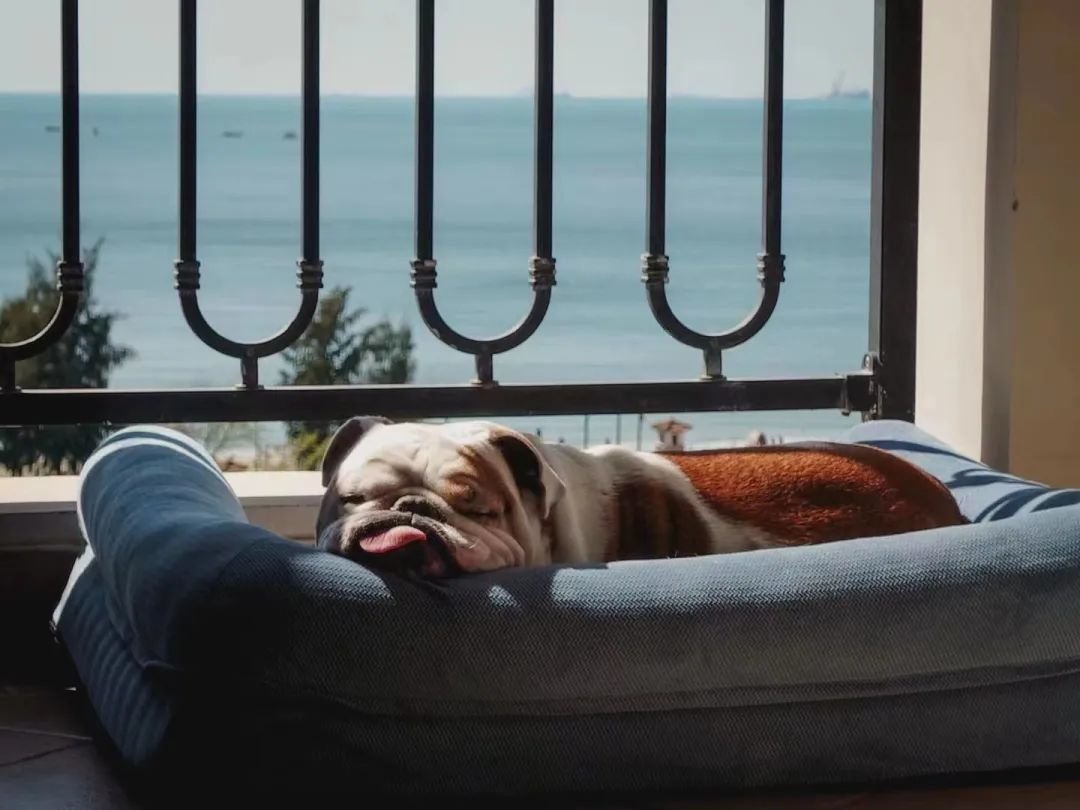 / 肥猪我阿,最喜欢晒太阳了