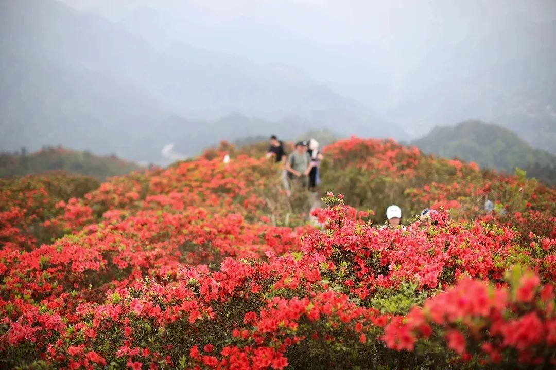 杜鹃花海美如画 黄晓海 摄(贵州图片库供图)