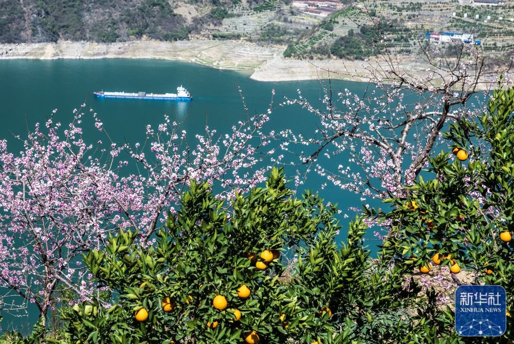 ↑3月13日，船舶从三峡库区宜昌市秭归县西陵峡村桃花盛开的脐橙果园前开过。