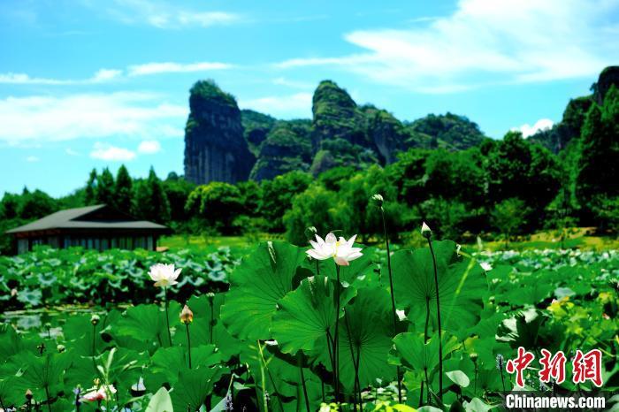 盛开的荷花呈现出夏日美景。 张琦 摄