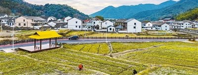 1月12日，浙江省宁波市鄞州区东吴镇三塘村，村民在田间给油菜除草松土。胡学军摄（人民视觉）