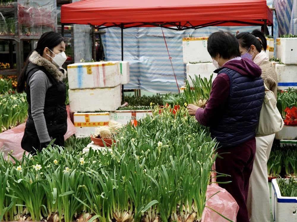 1月16日，在维多利亚公园年宵花市，顾客在选购水仙。 新华社记者 褚萌萌 摄