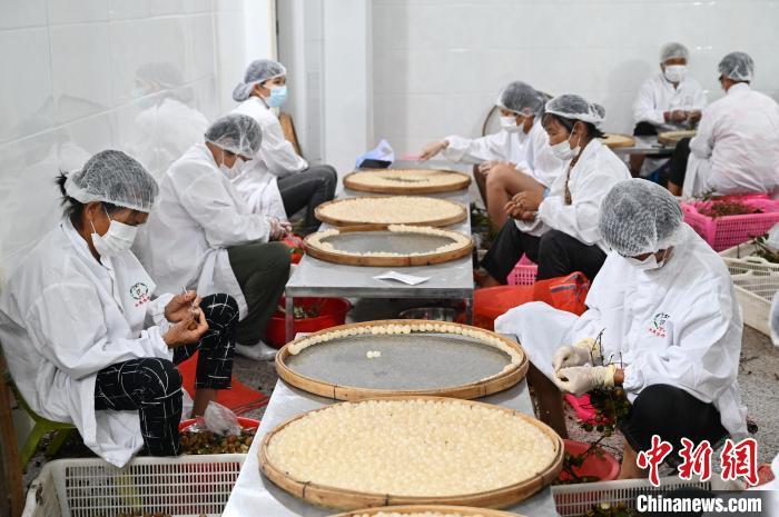 高州市分界镇江记水果专业合作社的工作人员将龙眼剥壳去核。　陈楚红 摄