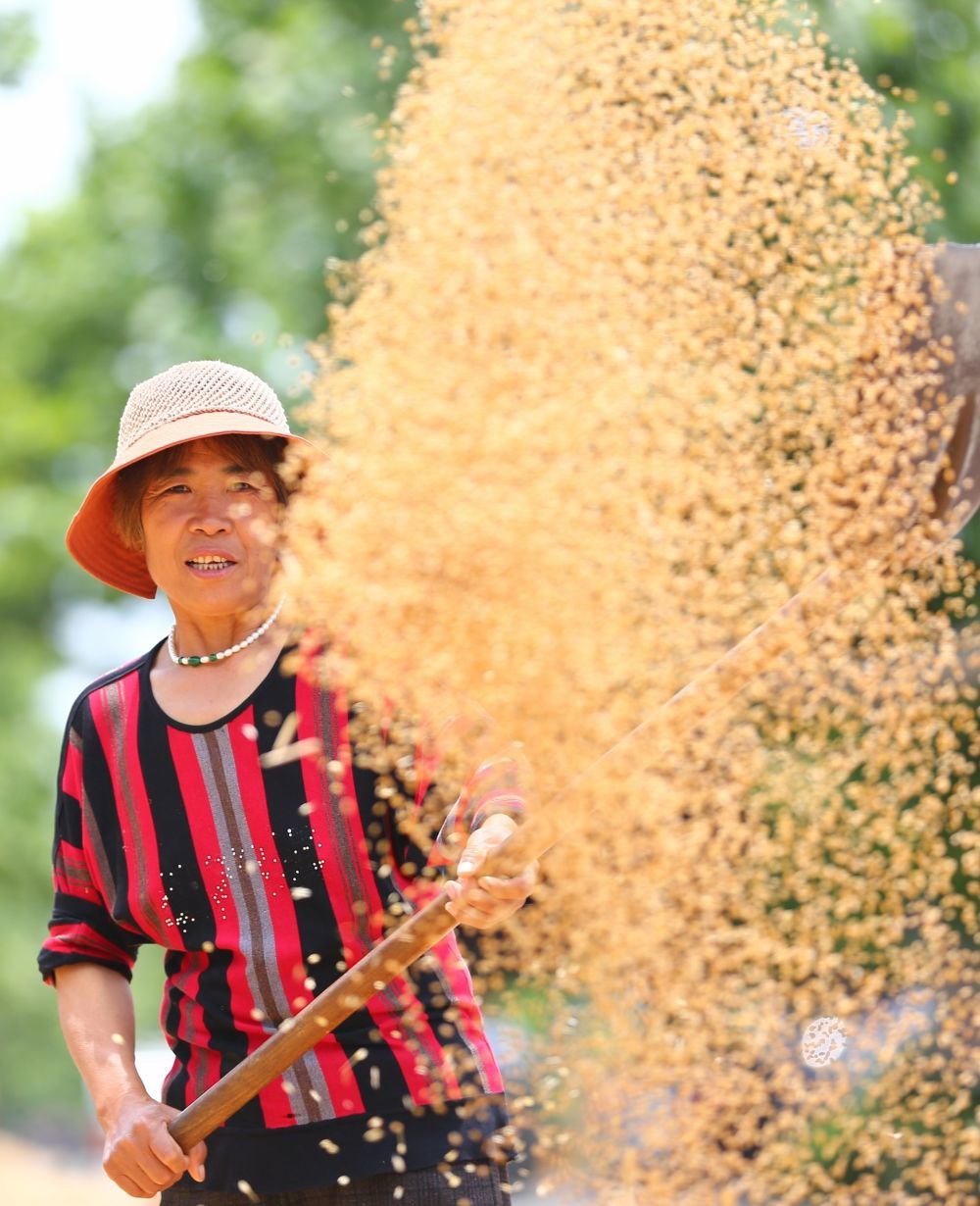 ↑ 6月3日，在山东省滕州市鲍沟镇圈里村，农民在扬晒收获的小麦。新华社发（李志军摄）