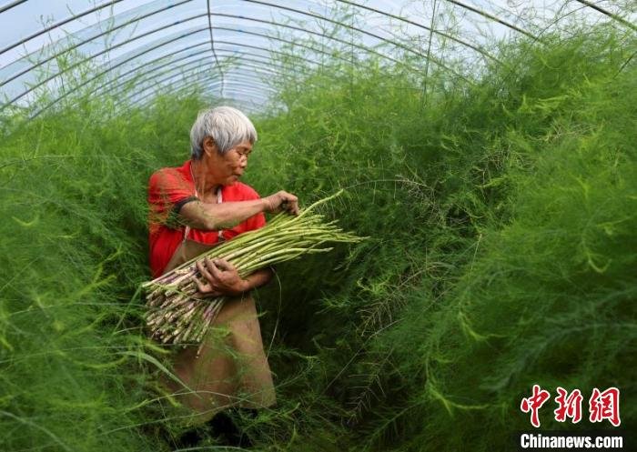 菜农在采摘芦笋。 涟水县委宣传部供图