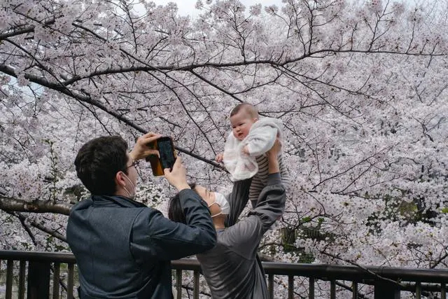 2022年3月30日，人们在日本东京目黑川沿岸的樱花树下拍照。图｜新华社记者 张笑宇 摄