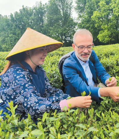 在浙江省杭州市西湖街道双峰村西湖龙井茶示范园,考察团成员体验龙井茶手工采摘。