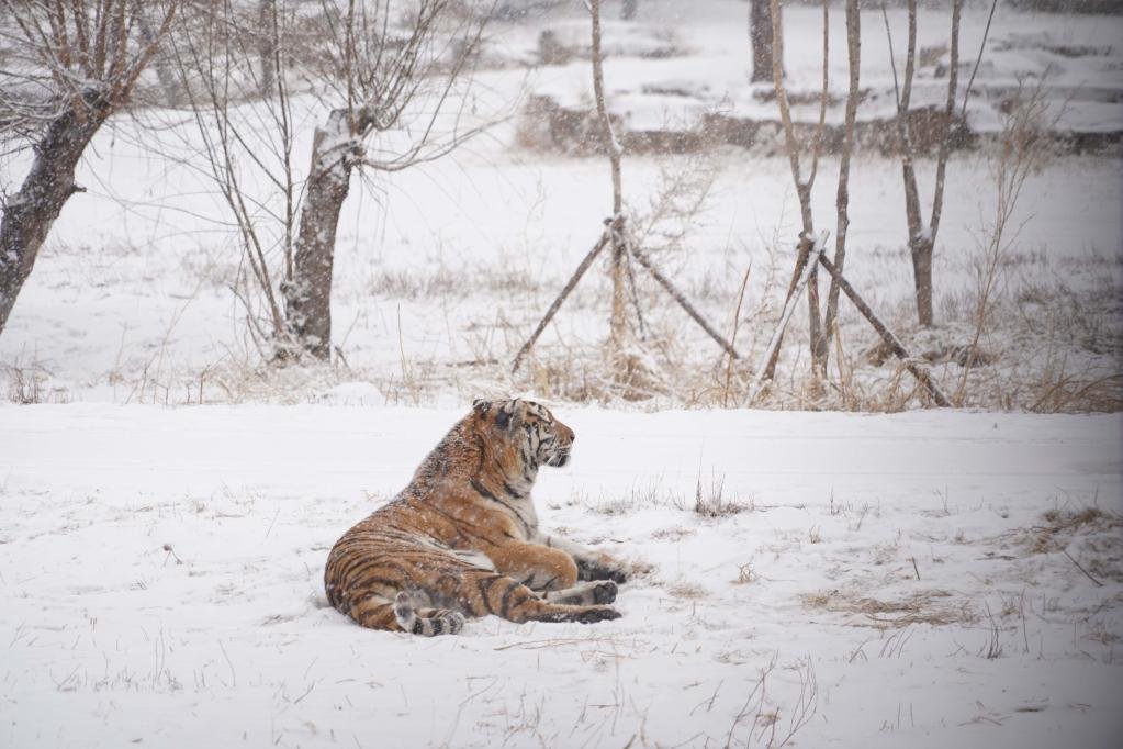 东北虎图片雪景图片