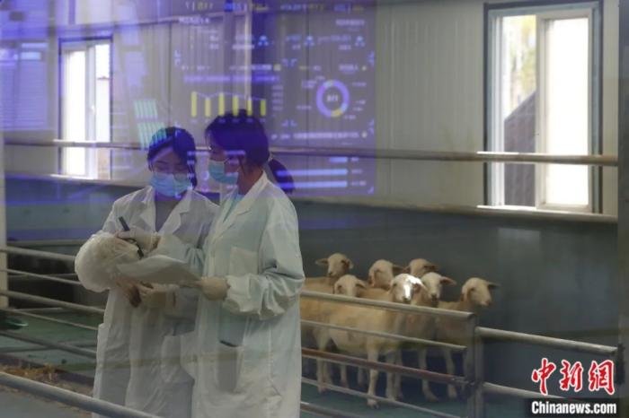 2021年10月，陕西省榆林市榆阳区常乐堡村湖羊养殖基地，检测实验室的工作人员进行采样。该基地带动5000户农户种草、1000户农户养殖脱贫。韩海丹 摄