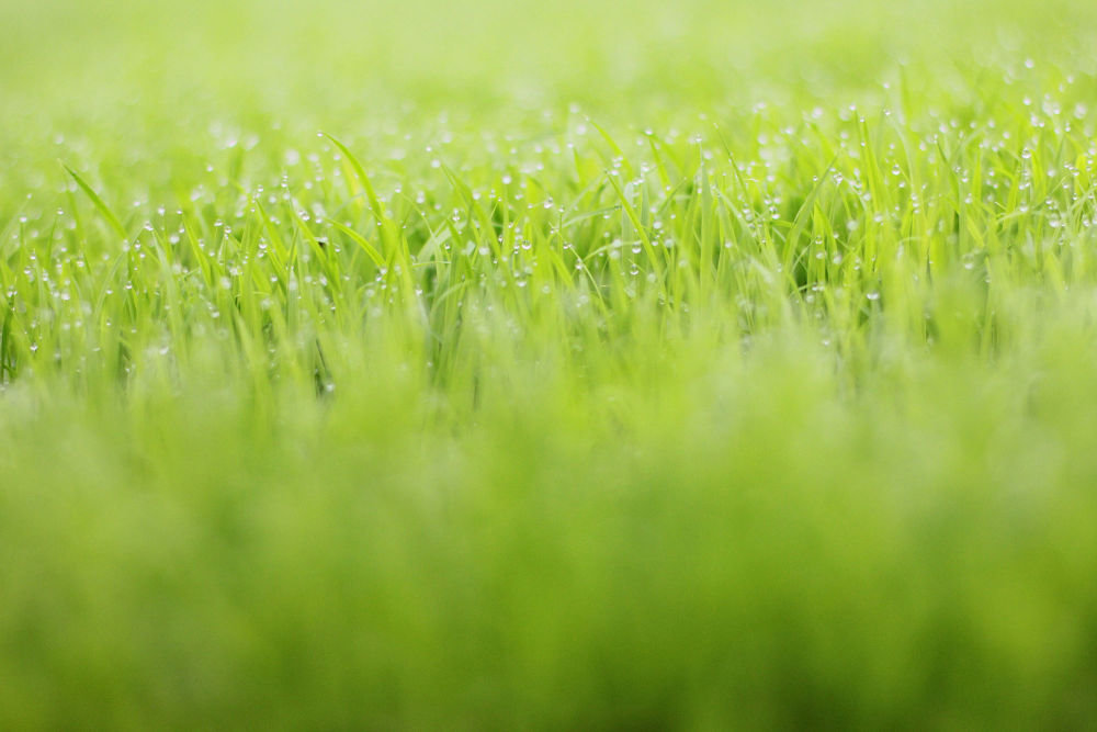 ↑在湖南省永州市道县寿雁镇白石寨村育秧大棚拍摄的早稻秧苗。何红福 摄