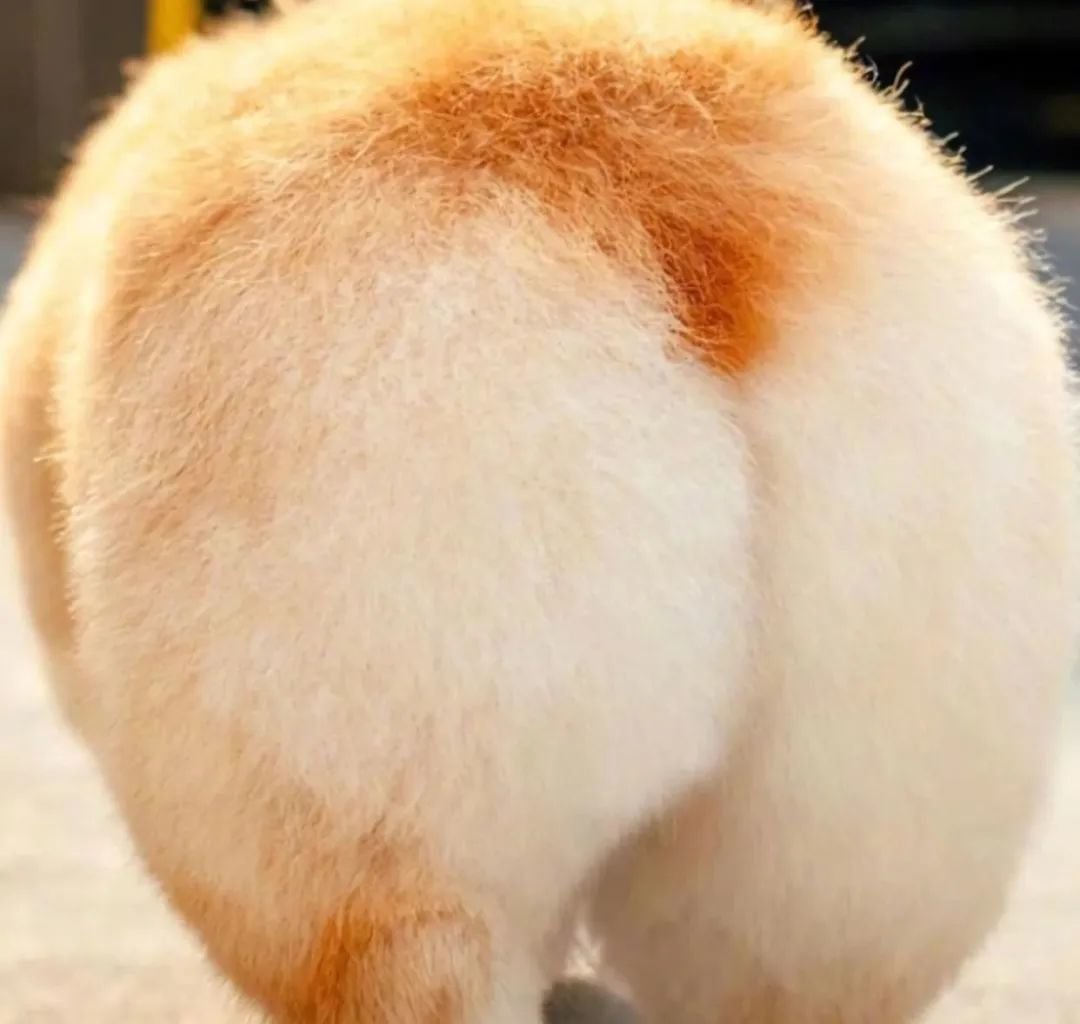 为什么人的屁屁缝里也要长毛?刮掉之后,菊部地区还能好吗?_凤凰网健康_凤凰网