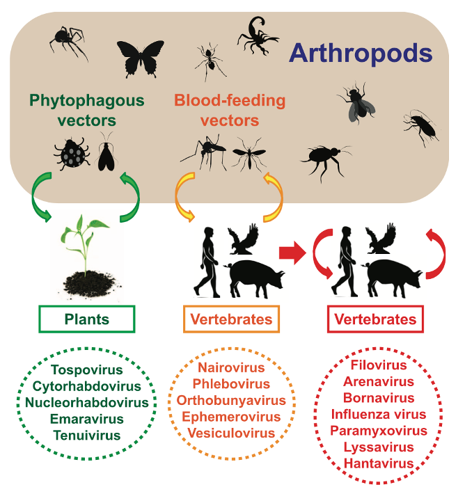 病毒学家张永振:未来5年还会不会出现新发突发传染病?可能规模不会像新冠这么大,但出现是必然