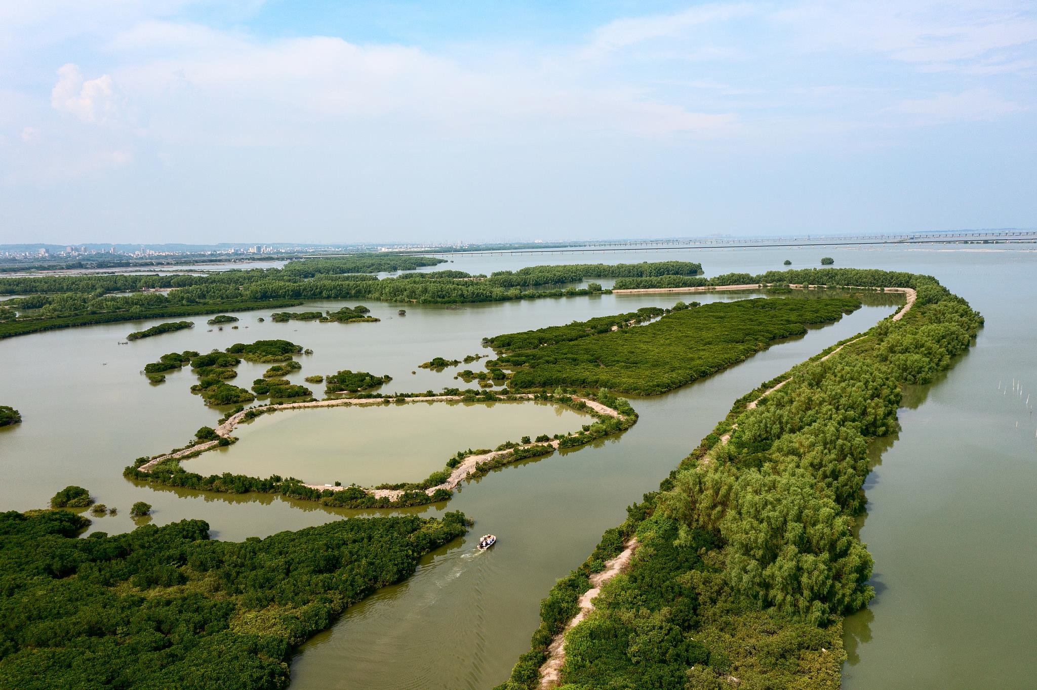 △湛江麻章区湖光镇金牛岛红树林片区
