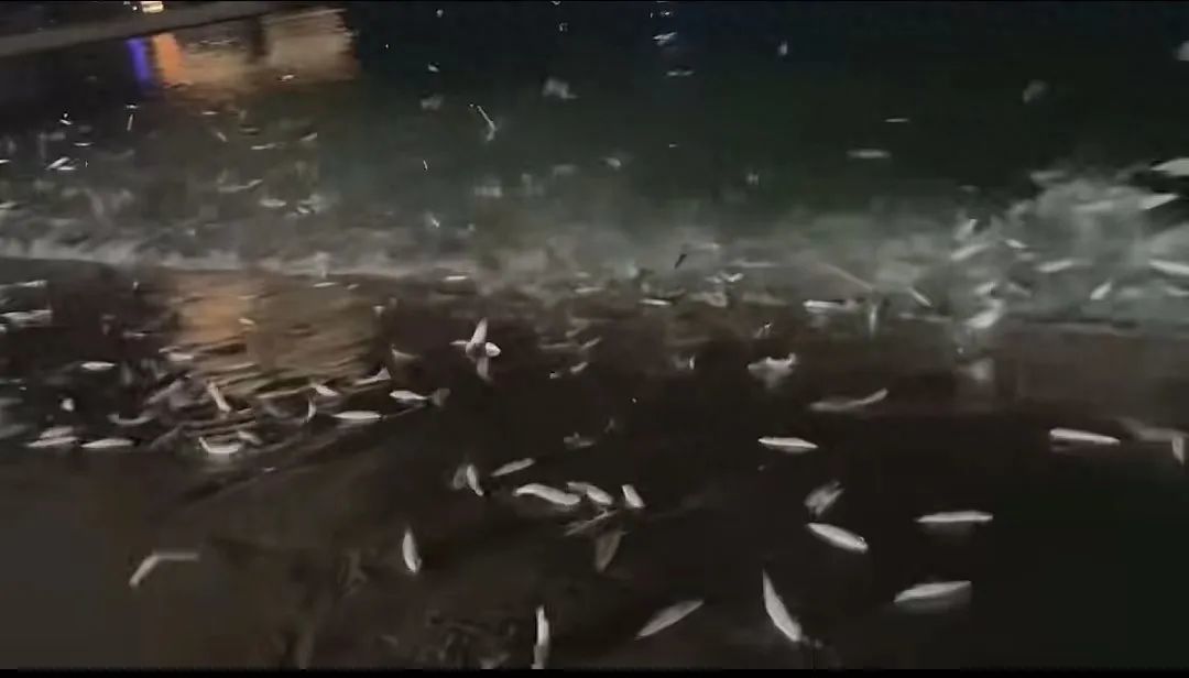 南澳前江湾有大量鱼跳上岸。图源：视频截图