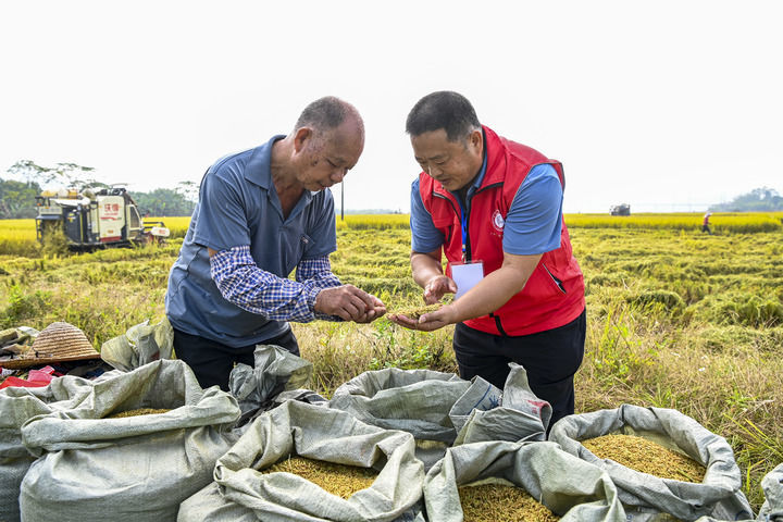 在广西兴业县石南镇凤山村的稻田里，科技特派员（右）在查看晚稻品质（2022年11月10日摄）。新华社记者 曹祎铭 摄
