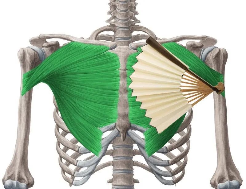 绿色部分为胸大肌，肌肉走向与右侧折扇类似