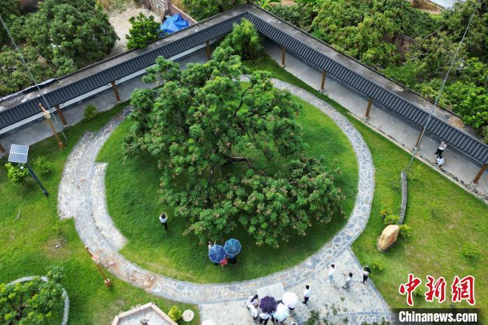 高州市分界镇储良村，有百年历史的储良龙眼母树硕果累累，吸引参观者。(无人机照片) 陈楚红 摄