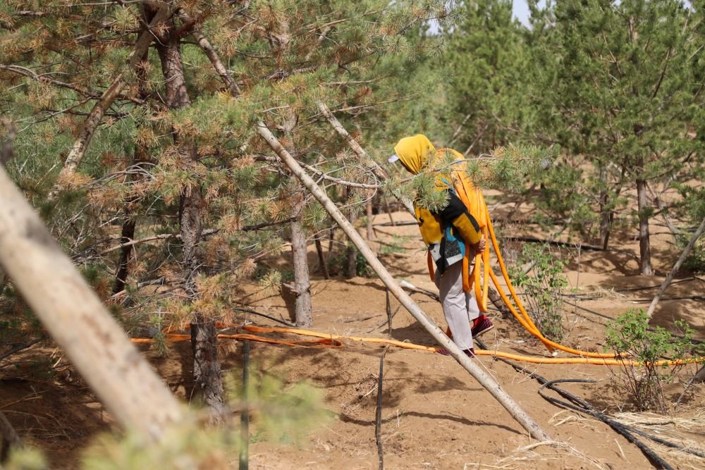 这是2023年5月31日,治沙工人在库布其沙漠亿利生态治理区内搬运水管,准备为树木浇水。新华社记者 王楷焱 摄