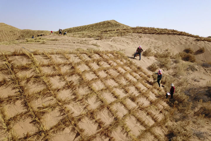 在古浪县北部沙区旱麻岗治沙点，八步沙林场治沙人和群众一起扎草方格压沙（资料图）。新华每日电讯记者 范培珅 摄