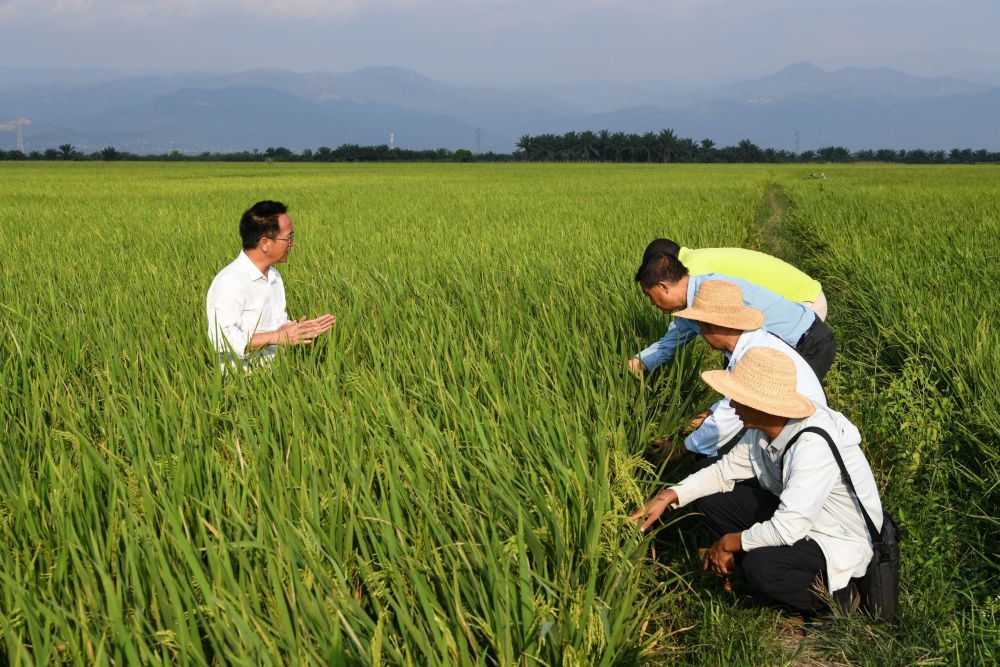 6月20日，在布隆迪布班扎省吉汉加县，中国援布农业专家组与翻译在一处杂交水稻田考察。（新华社记者韩旭摄）