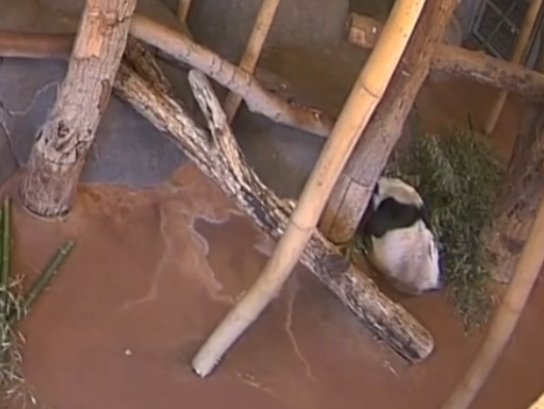 被质疑遭受“虐待”的旅美大熊猫 总算要接回来了