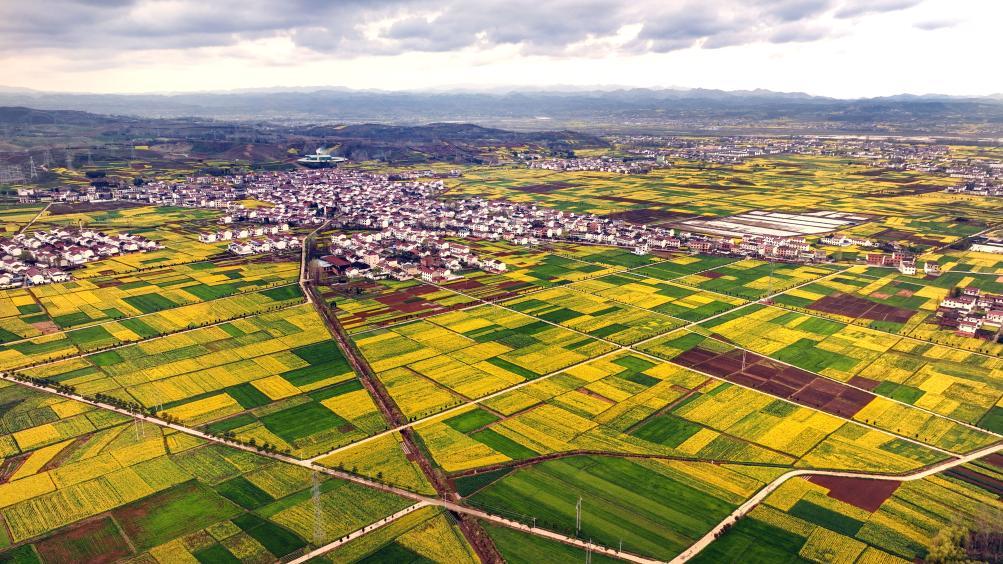 汉中市洋县洋州街道何家村的油菜花海（无人机照片，3月16日摄）。新华社发（邹竞一 摄）