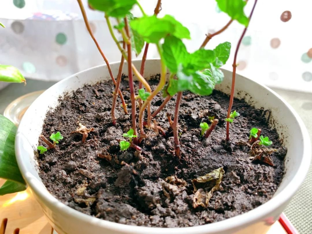 小翼从老家挖回来的薄荷在上海发芽了