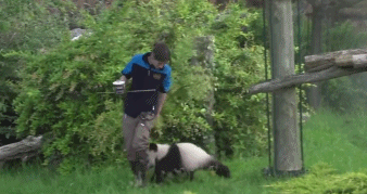 被质疑遭受“虐待”的旅美大熊猫 总算要接回来了