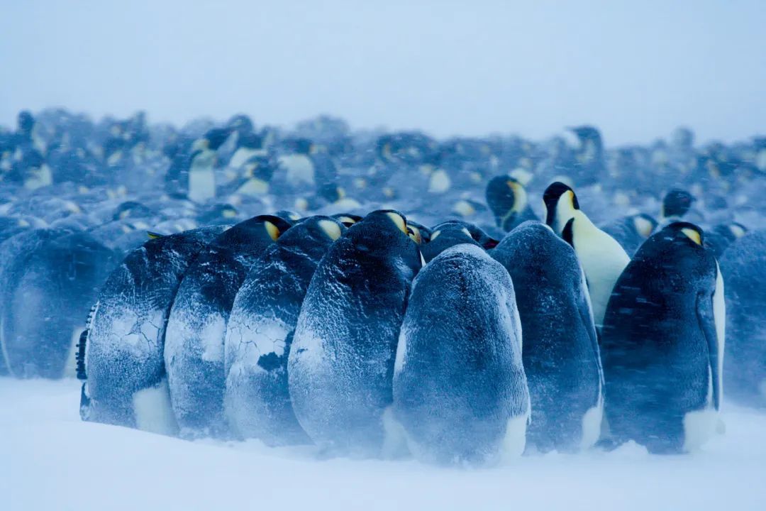 阿德利岛上的帝企鹅们紧密挤靠在一起抵御风雪。图/视觉中国