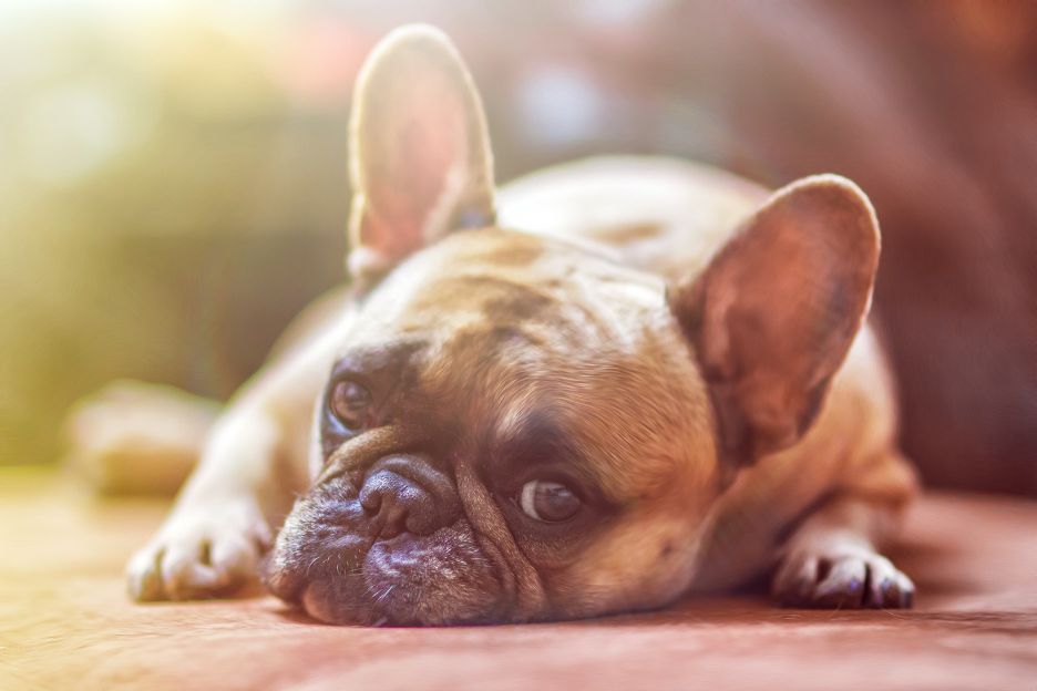 德瓦尔：“每当我读到有人很权威地宣称动物没有意向和情感，我都想问：‘这人是没养过狗吗？’”（图片来源：pixabay）