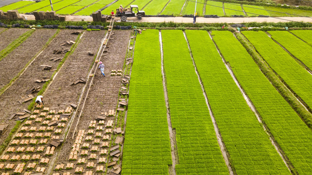 1月13日，海南省琼海市博鳌镇北山村的农民在采集秧苗准备插秧（无人机照片）。新华社发（蒙钟德 摄）