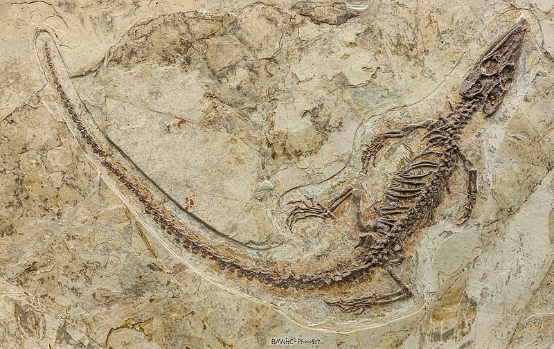 离龙类化石 图源[25]