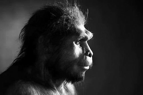 直立人是一种生活在160万到15万年前的古人类。图片来源：S. Entressangle/E. Daynes