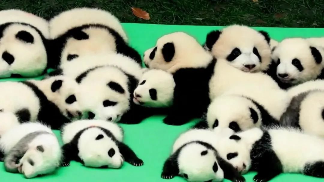 旅美大熊猫“丫丫”回国,牵动亿万人心_凤凰网