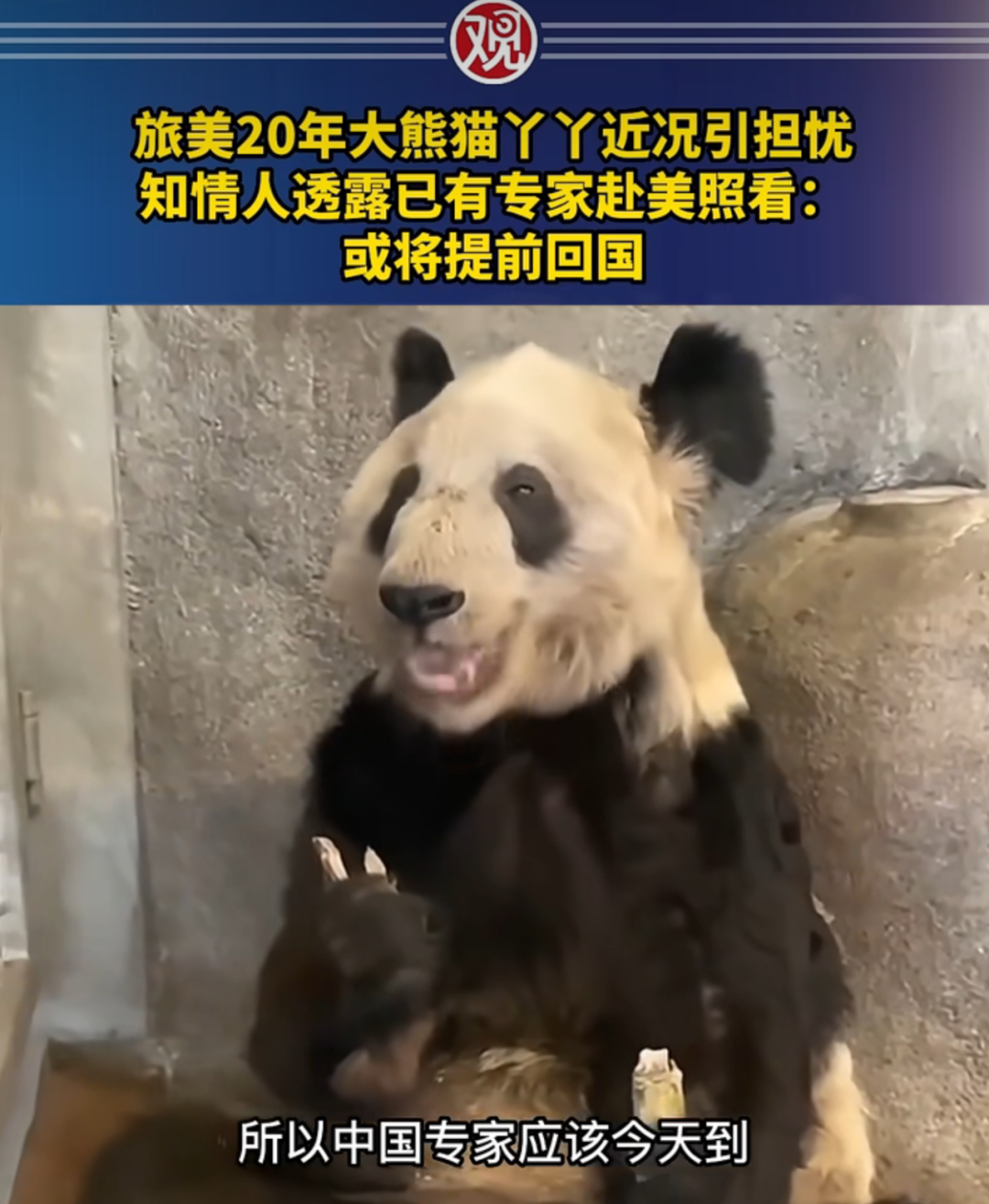 被质疑遭受“虐待”的旅美大熊猫 总算要接回来了